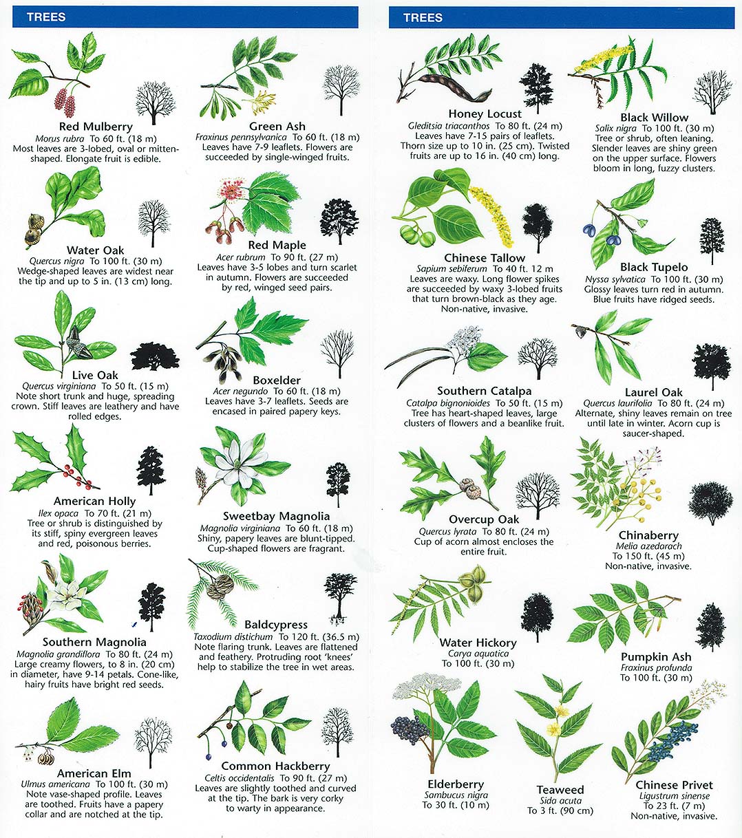 michigan tree leaf identification guide